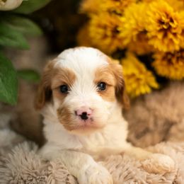 Cavapoo puppies from Curly Q Cavapoos