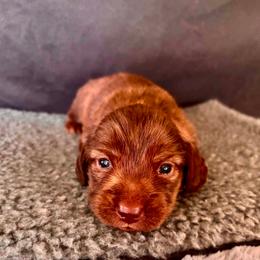 Tabatha - Brindle female Dachshund puppy in Nampa, Idaho from 208 Wiener Wiggle Butts LLC