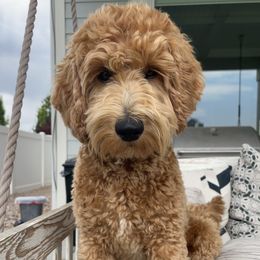 Lola - Goldendoodle