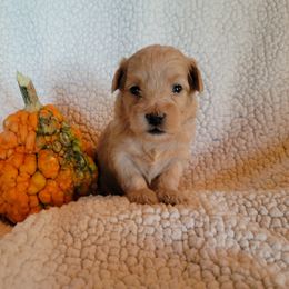 Maltipoo Puppies from Snow Pond Farm