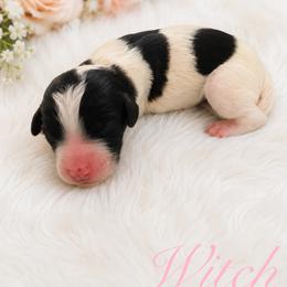 Cavapoo Puppies from Curly Q Cavapoos