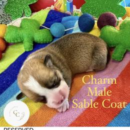 Charm - Sable male Pembroke Welsh Corgi puppy in Salisbury, Maryland from Coastal Corgis