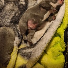 French Bulldog Puppies from Stephanie Dunagan