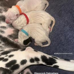 Dalmatian Puppies from Glasscock Dalmatians