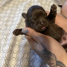 Shih Tzu Puppies from Shihtzus.Sc