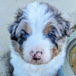 Boy 2 - Blue merle Australian Shepherd puppy in Trinidad, Colorado from Prairie Feather Farm