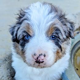 Boy 2 - Blue merle Australian Shepherd puppy in Trinidad, Colorado from Prairie Feather Farm