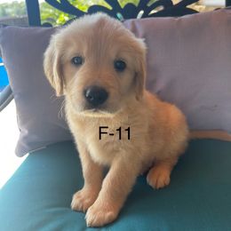 Yellow - Golden female Golden Retriever puppy in Coppell, Texas from Emily Goetting