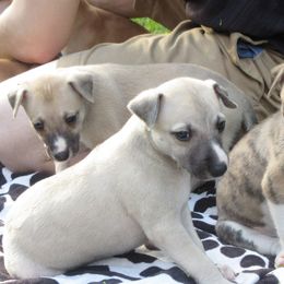 Whippet Puppies from Karen Lee