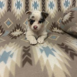 Sky Tail Intact - Blue female Pembroke Welsh Corgi puppy in Maupin, Oregon from Bailey Nannini