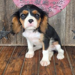 Philia - Tri-color male Cavalier King Charles Spaniel puppy in Springfield, Missouri from Caney Mountain Cavaliers LLC
