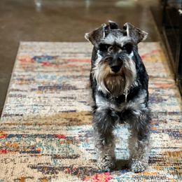 Remy - Miniature Schnauzer