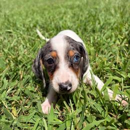 Gretel - Dapple female Dachshund puppy in Pollok, Texas from Magnolia Kennels