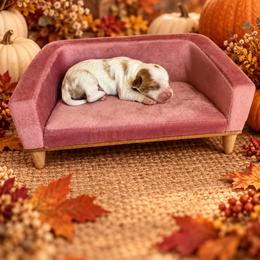 Purple - White male Cavapoo puppy in Thorndale, Texas from Hattie’s Texas Cavapoos