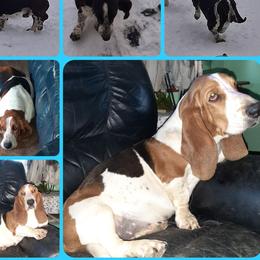 Moo - Basset Hound