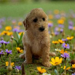 Aspen - Apricot male Poodle puppy in Pueblo West, Colorado from Little Paws Poodles