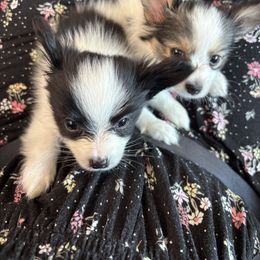 Papillon Puppies from Peppy Papillons, LLC