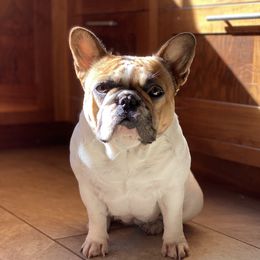 Ollie - French Bulldog