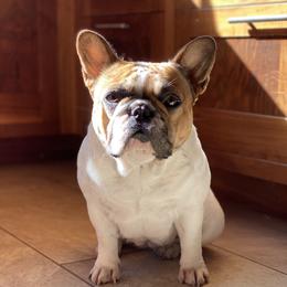 Ollie - French Bulldog