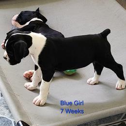 Sky Blue Collar - Brindle female Boxer puppy in Pass Christian, Mississippi from Amanda Edwards