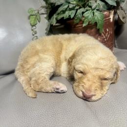 Juno - Cream female Goldendoodle puppy in Lake City, Florida from Dream Hollow Farm