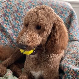 George Leo - Goldendoodle