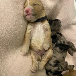 Bernedoodle and Goldendoodle Puppies from Saratoga Goldendoodles