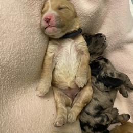 Bernedoodle and Goldendoodle Puppies from Saratoga Goldendoodles