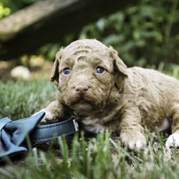 Shamrock - Apricot male Poodle puppy in Etna Green, Indiana from Perfect Match Poodles