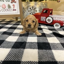 Tinker - Red female Dachshund puppy in Dawson, Alabama from Bells Dashing Dachshunds