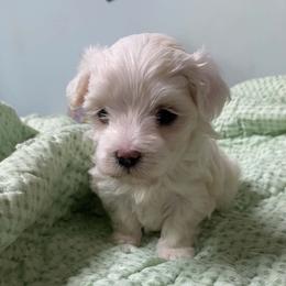 Puppy - White and lemon female Maltese puppy in Hillman, Michigan from Susan's Maltese