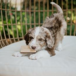 Christian D - Red merle male Aussiedoodle puppy in Greensboro, North Carolina from Glendale Doodles