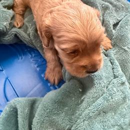 Ashtyn - Brown female Cockapoo puppy in Paradise, Texas from 4W’s F2 Cockapoos