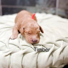 Timber - Apricot male Goldendoodle puppy in Pasco, Washington from Camp Doodle Woods