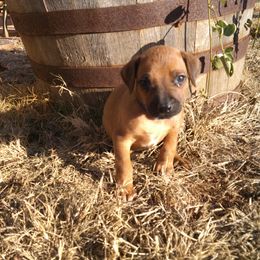 Bonnie - Rd whtn blk nose female Rhodesian Ridgeback puppy in Carney, Oklahoma from River Run Parson Russell terriers & River Run Ridgebacks