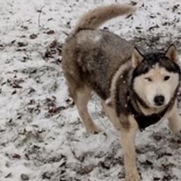Siberian Huskies from Anthony Vasquez's Siberian Huskies