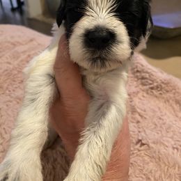 Portuguese Water Dog Puppies from Pawsitively Portuguese