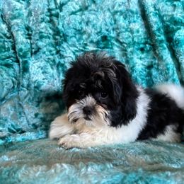 Dale - Black and white male Shihpoo puppy in Knoxville, Tennessee from Rocky Top Cavapoos