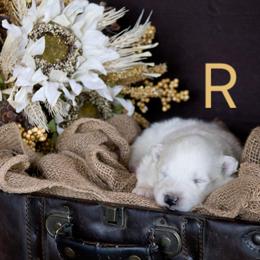 Boy 4 - White male Samoyed puppy in Salem, Utah from Happy Valley Sammies