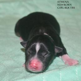 Athena - Black tri female Miniature Australian Shepherd puppy in Patterson, North Carolina from DreamLine Aussies