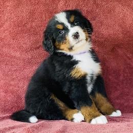 Purple Collar Girl - Black rust and white female Bernese Mountain Dog puppy in Bristol, Tennessee from Holston Hollow Farm