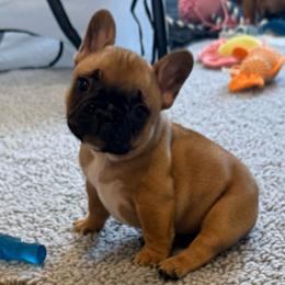 Buttercup - Fawn and white female French Bulldog puppy in Madison, Wisconsin from MadCity Frenchies