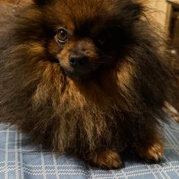 Pomeranian puppies from Stephanie’s Puppy Colony