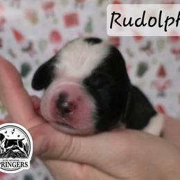 Rudolph - Black and white male English Springer Spaniel puppy in Ocoee, Tennessee from Ocoee Mountain Springers