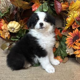 Black Tri Female with sparkling Blue Eyec - Black tri female Miniature American Shepherd puppy in Cowlitz County, Washington from Pleasant Woods Miniature American Shepherds