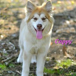 Alaskan Malamute Puppies from North Shore Alaskan Malamutes
