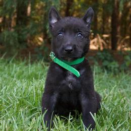 Green Collar Male - Black brindle male Dutch Shepherd puppy in Fayetteville, North Carolina from Iron Sight K9s