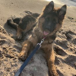 German Shepherd Puppies from T Double B LLC