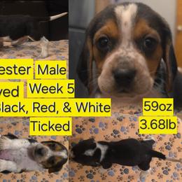 Winchester Yellow Male - Black red and white male Beagle puppy in Bemidji, Minnesota from Nse Farms Beagles