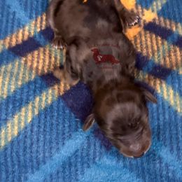 Gunter - Dapple male Dachshund puppy in Seguin, Texas from Good Neighbor Ranch Dachshunds
